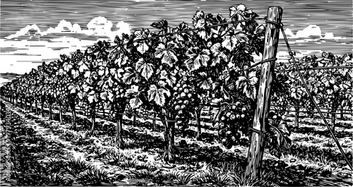 grape vineyard rows with ripe grape clusters on wooden posts under cloudy sky