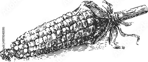 Detailed vintage corn cob illustration hand drawn maize vegetable sketch with husk and kernels