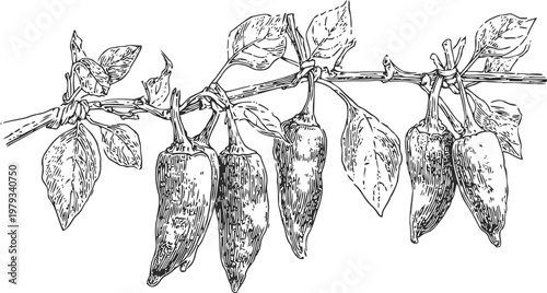 Chili pepper plant branch with hanging ripe peppers and detailed leaves vintage botanical illustration
