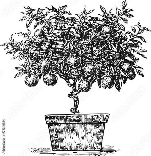 Potted orange tree with ripe fruit and leafy branches botanical detailed illustration black and white