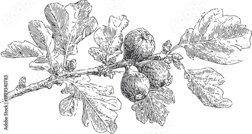 fig branch with ripening fruit and detailed leaves botanical illustration of fig tree plant