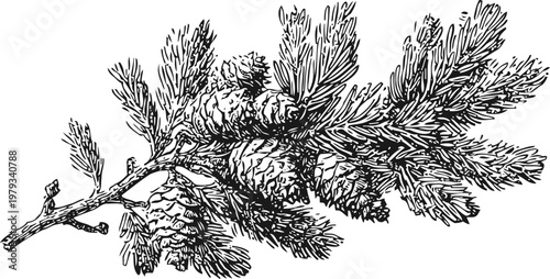 Detailed black and white illustration of a pine branch with cones and needles in vintage sketch