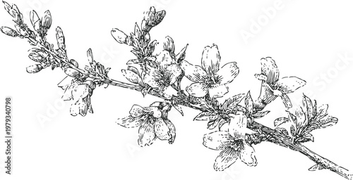 Branch with blooming flowers and leaves botanical sketch of spring floral twig with buds and petals