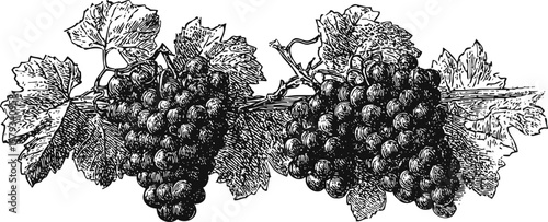 Vintage illustration of grapevine with ripe grape clusters and detailed leaves in black and white