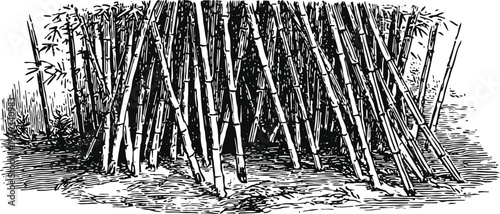 Dense bamboo grove with stalks clustered closely together in natural setting illustration