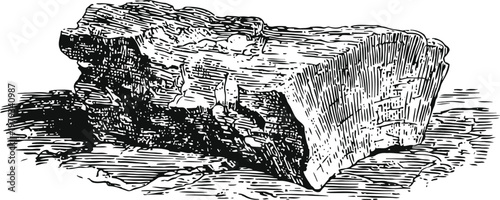 vintage illustration of a wooden log with detailed bark texture and natural grain pattern