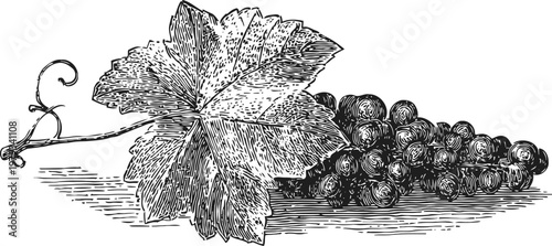 Detailed vintage engraving of grapevine leaf and ripe grape cluster on a branch
