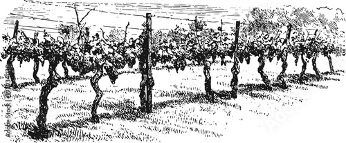 vineyard rows with grapevines on trellis system in rural farmland landscape
