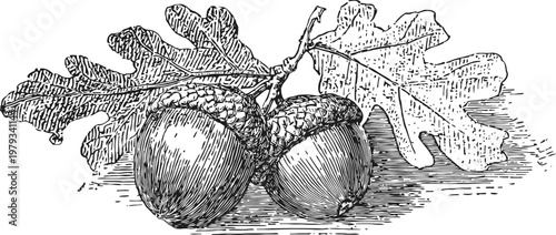 Detailed vintage illustration of oak acorns with textured leaves on ground surface