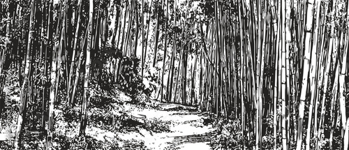 Black and white hand drawn bamboo forest pathway illustration with detailed foliage and tree trunks