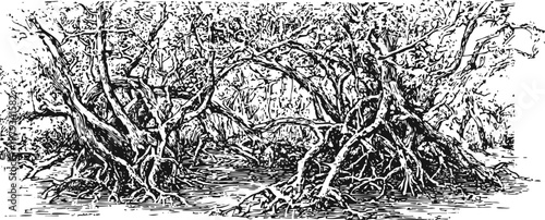 Dense mangrove forest with tangled roots in water, natural wetland ecosystem illustration