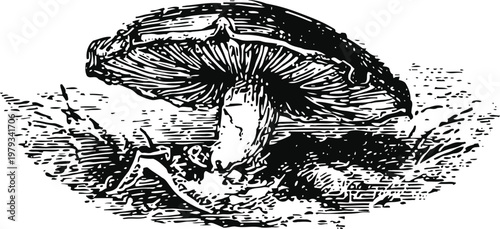 Vintage mushroom illustration with detailed shading and natural forest floor elements