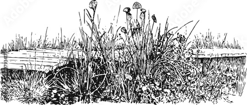 Wild mushrooms growing among tall grass and plants near wooden benches in a natural outdoor setting