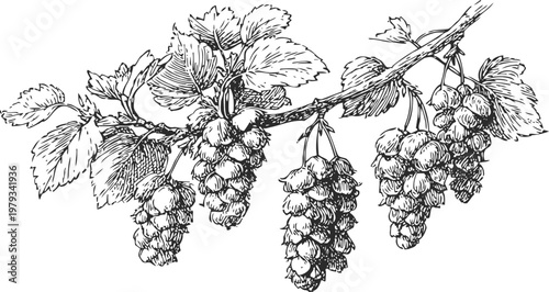 Detailed vintage botanical illustration of currant branch with ripe berries and leaves