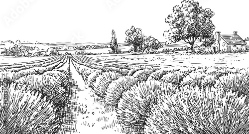 Lavender field landscape sketch with distant house, trees, and clear sky horizon countryside view