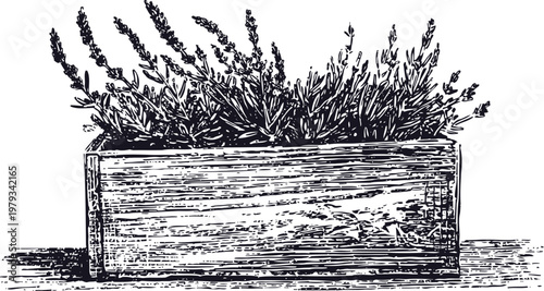 Wooden planter box with flourishing lavender herb plants vintage hand drawn illustration