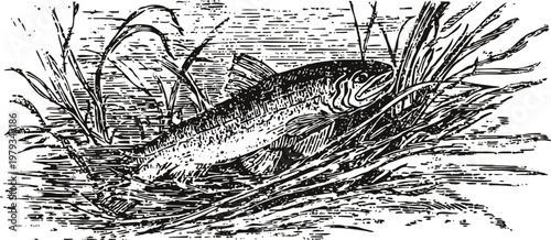 Vintage illustration of fish resting among water plants in a natural freshwater habitat