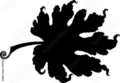 Black silhouette of a curled grapevine leaf with a spiral stem on white background
