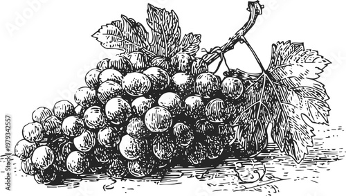 Cluster of ripe grapes with detailed leaves and stem, hand drawn botanical illustration