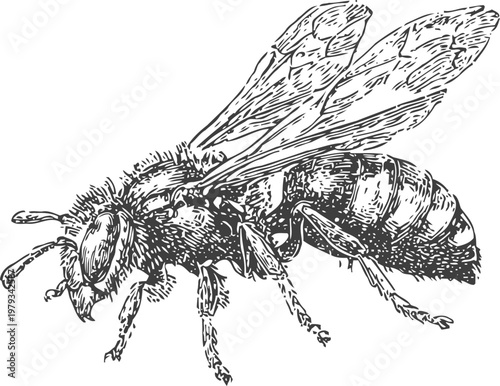 Detailed black and white illustration of a honeybee with wings spread, insect anatomy close up