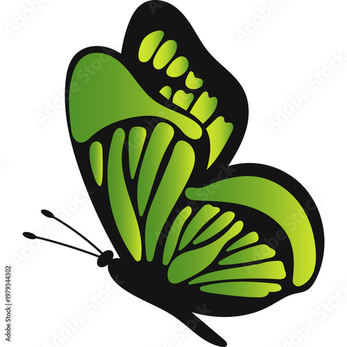 Butterfly Illustration