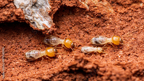 Termite soldiers and workers building underground colony nest