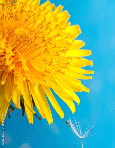Close-up of a bright yellow flower with a single seed floating away against a vivid, sky-blue background