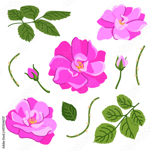 Vector set of pink roses. Beautiful flowers , buds, and inflorescences, isolated on background. Vector floral illustrations in flat style. Elements for wedding, Valentine's Day, and Mother's Day cards