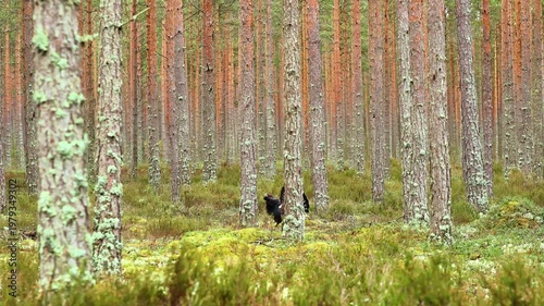 Black Grouse Display, Mossy Trees Host Male Grouse, Solitary Male Bird Shows Courtship Behavior, Serene Scene Of Male Grouse Amid Mossy Forest Setting