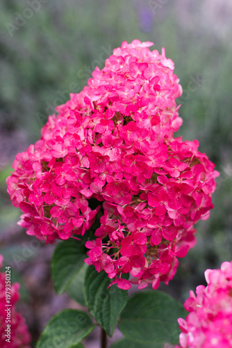 Framboisine Hydrangea Paniculata Close up Pink Blossom