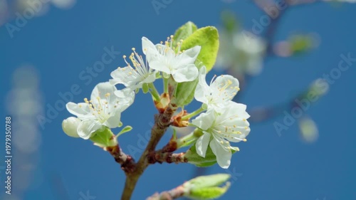 Macro White Plum Blossoms Against Clear Blue Sky, Tender Green Leaves, Golden Stamens, Gentle Sunlight, Shallow Depth Of Field, Tranquil Slowmotion Sway