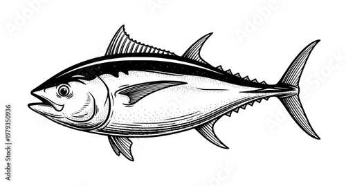 Skipjack Tuna Ink Sketch Vector Illustration – Retro Fish Drawing