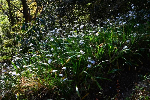 Iris japonica flowers. Iridaceae perennial. They grow in clusters in slightly damp, shady areas and bloom in spring with purple and orange patterned flowers.