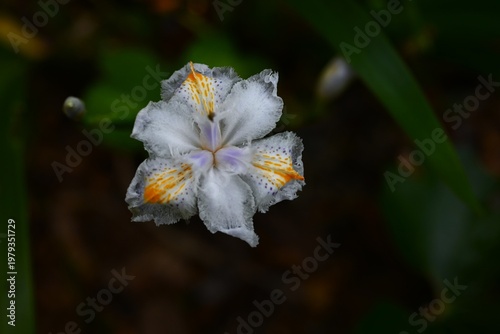 Iris japonica flowers. Iridaceae perennial. They grow in clusters in slightly damp, shady areas and bloom in spring with purple and orange patterned flowers.