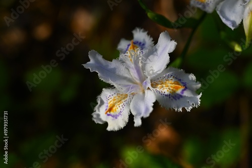 Iris japonica flowers. Iridaceae perennial. They grow in clusters in slightly damp, shady areas and bloom in spring with purple and orange patterned flowers.