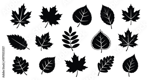Collection of various leaf shapes presented as a black silhouette
