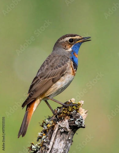 Perched bird with vibrant blue and orange throat. Brown back, white belly, and long tail feathers. Stands on a mossy branch, against a blurry green background