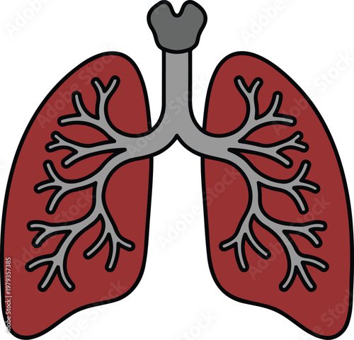 Human lungs anatomy vector illustration with trachea and bronchial tree respiratory system internal organ diagram medical education health care concept isolated on white background for science biology