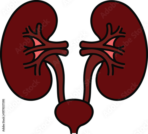 Human kidneys and bladder urinary system anatomy vector illustration internal excretory organ diagram medical health care education concept isolated on white background for biology science and medical