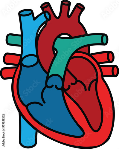 Human heart anatomy vector illustration with aorta and chambers cardiovascular system internal organ diagram medical health care cardiology concept isolated on white background for science biology and