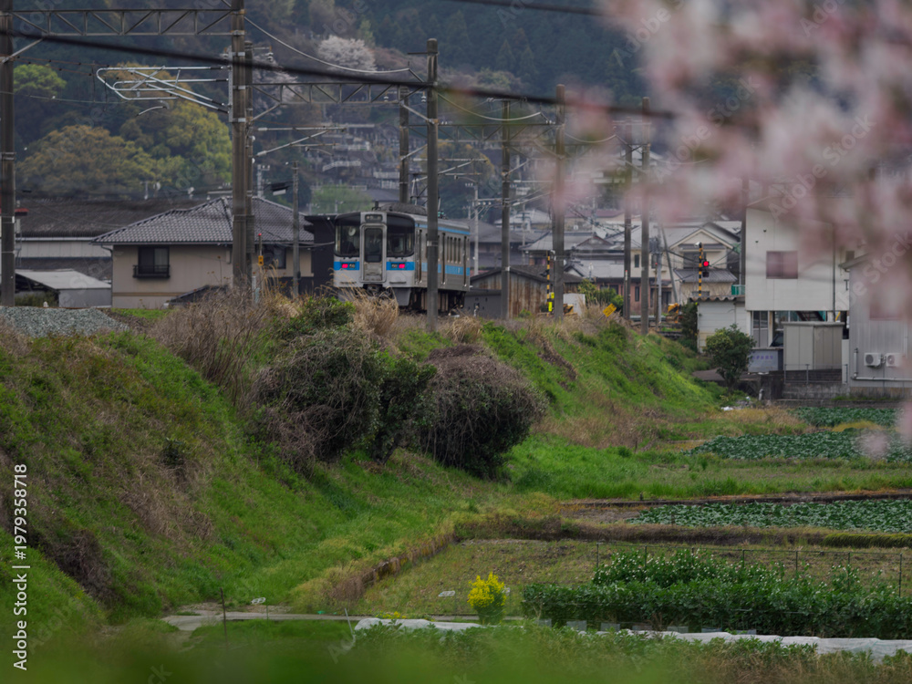 Obraz premium 線路沿いの桜と青い帯の列車 日本の春を感じる鉄道風景