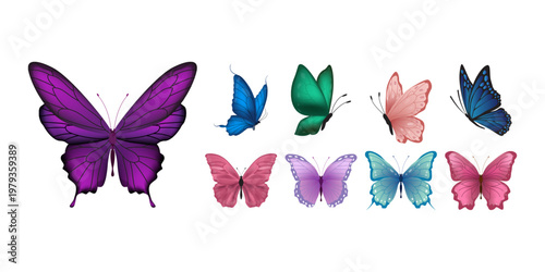 Butterfly Illustration