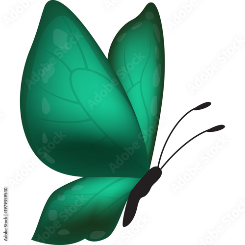 Butterfly Illustration