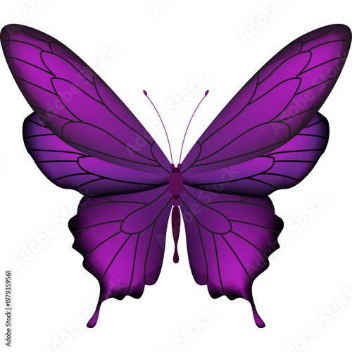 Butterfly Illustration