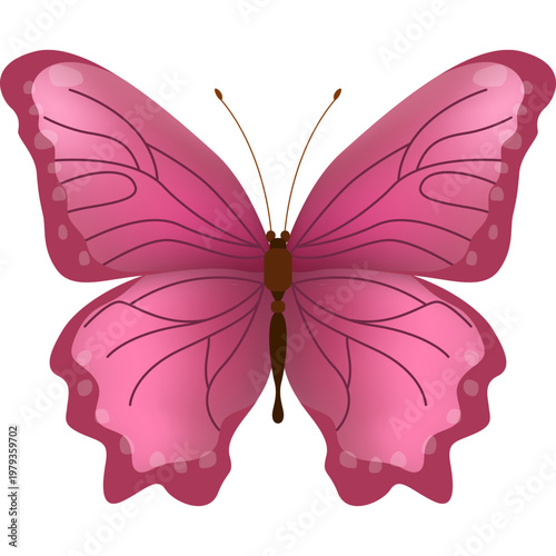 Butterfly Illustration