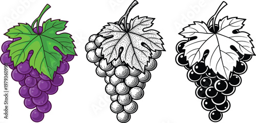 Purple grape bunches set, colored and black and white line art, vintage engraving style vineyard fruit, organic winery harvest, isolated.