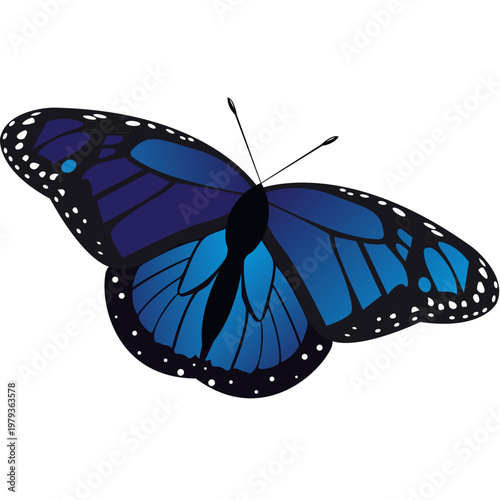 Butterfly Illustration