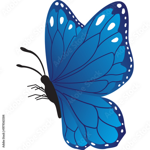 Butterfly Illustration