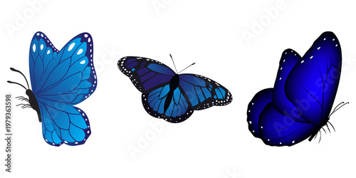 Butterfly Illustration