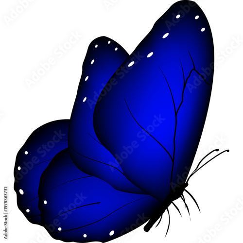 Butterfly Illustration